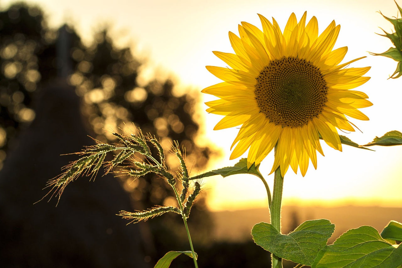 Tips and Tricks: Stuffy Sunflower Guide